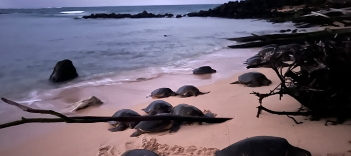 Honu - Turtles on Beach